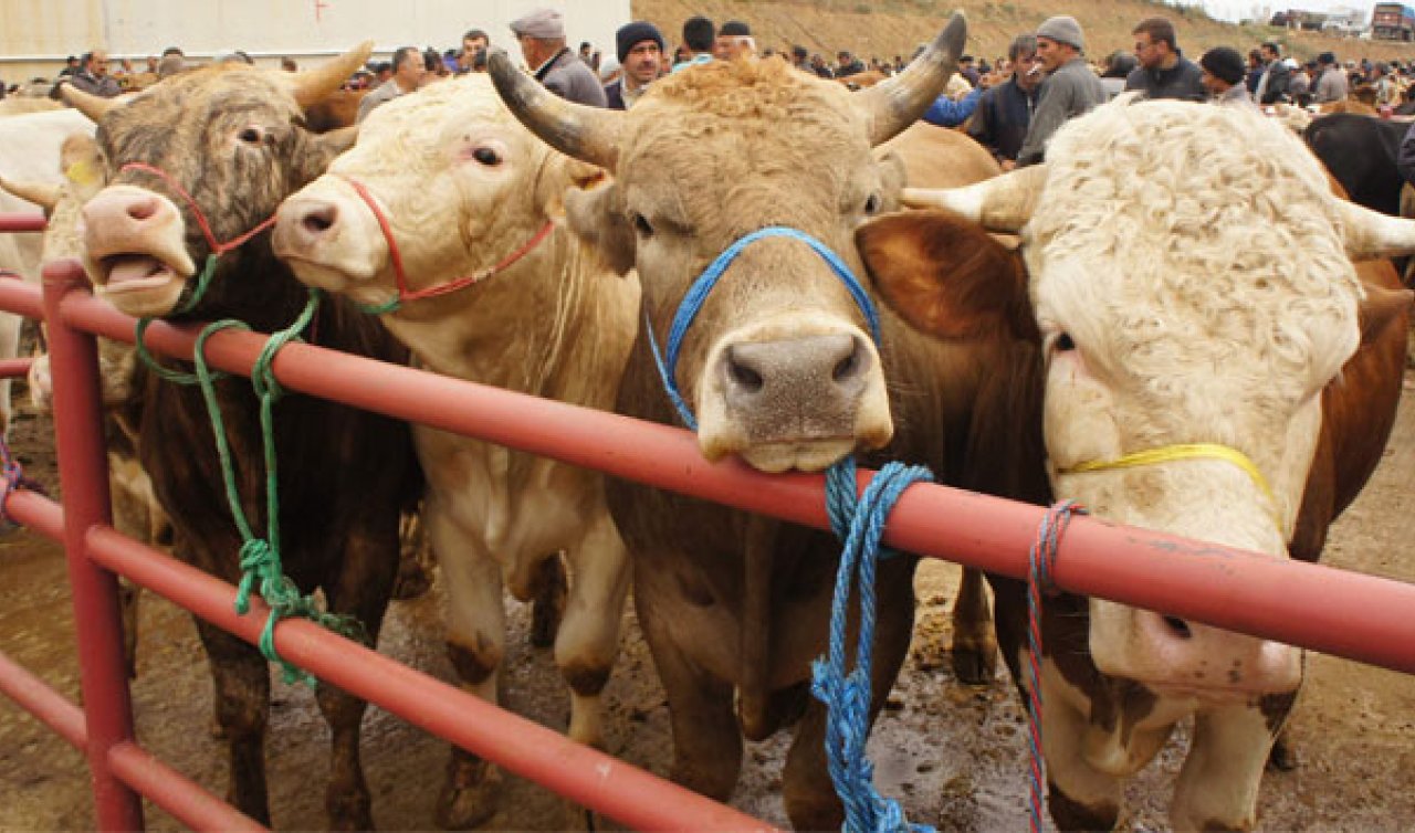 2025 Kurban Bayramı ne zaman? Kurban Bayramı tarihleri hangi günlere denk geliyor, kaç gün sürüyor?
