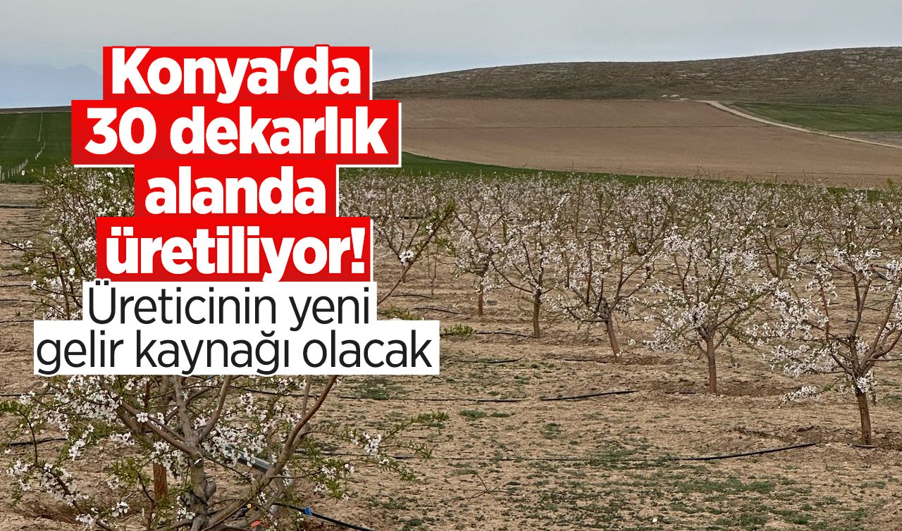 Konya’da 30 dekarlık alanda üretiliyor! Üreticinin yeni gelir kaynağı olacak