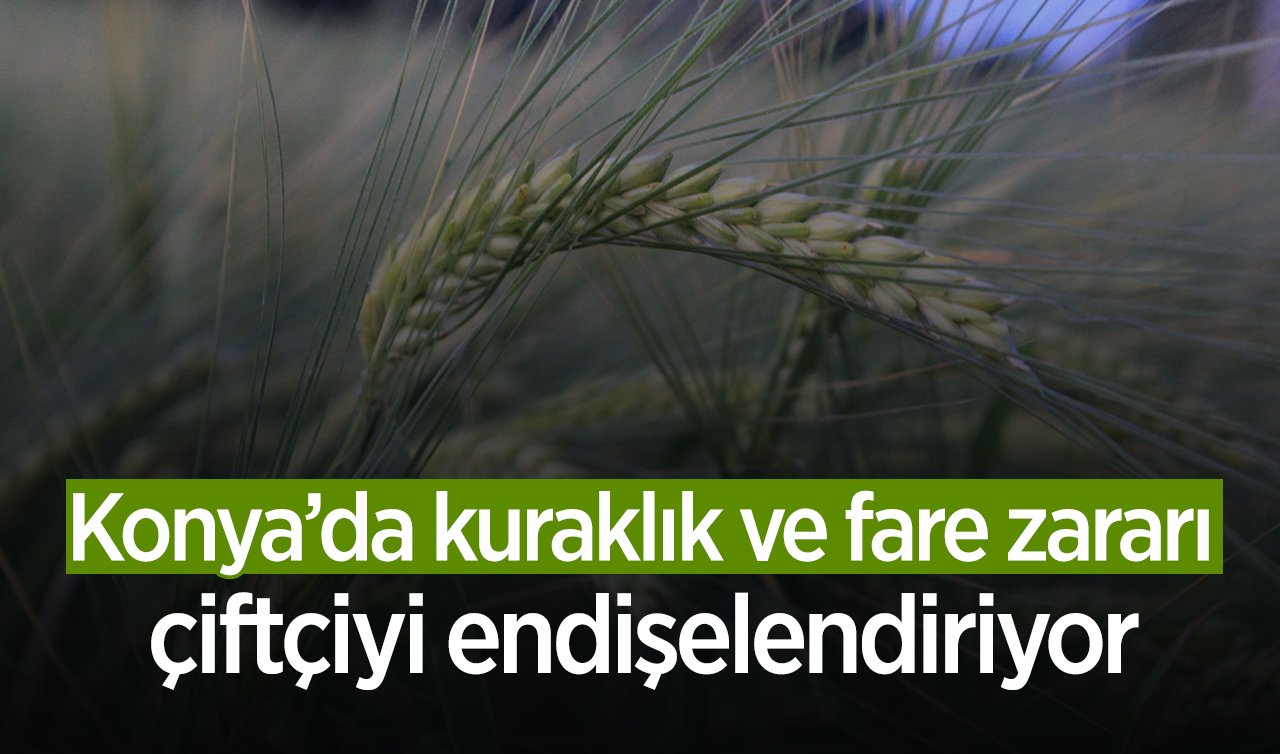  Konya’da kuraklık ve fare zararı çiftçiyi endişelendiriyor