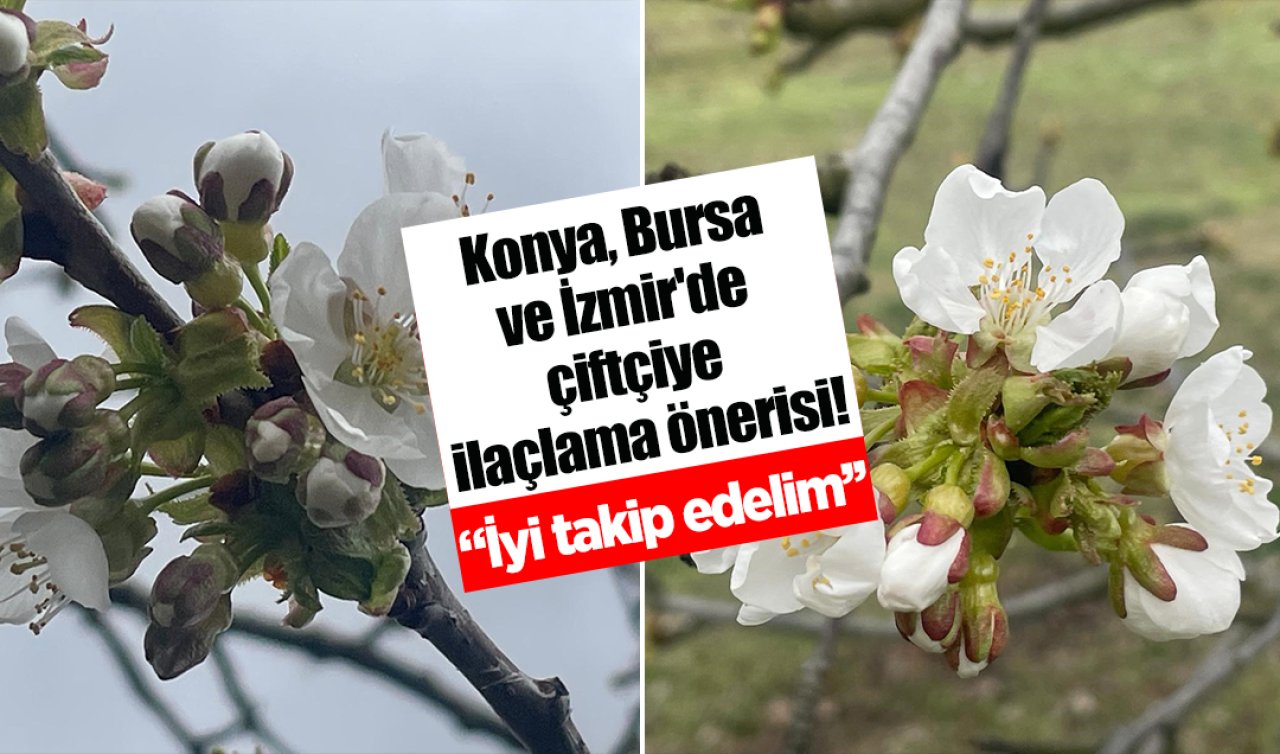 Konya, Bursa ve İzmir’de çiftçiye ilaçlama önerisi! Kiraz ve vişnede çiçeklenme dönemi öncesine dikkat! 