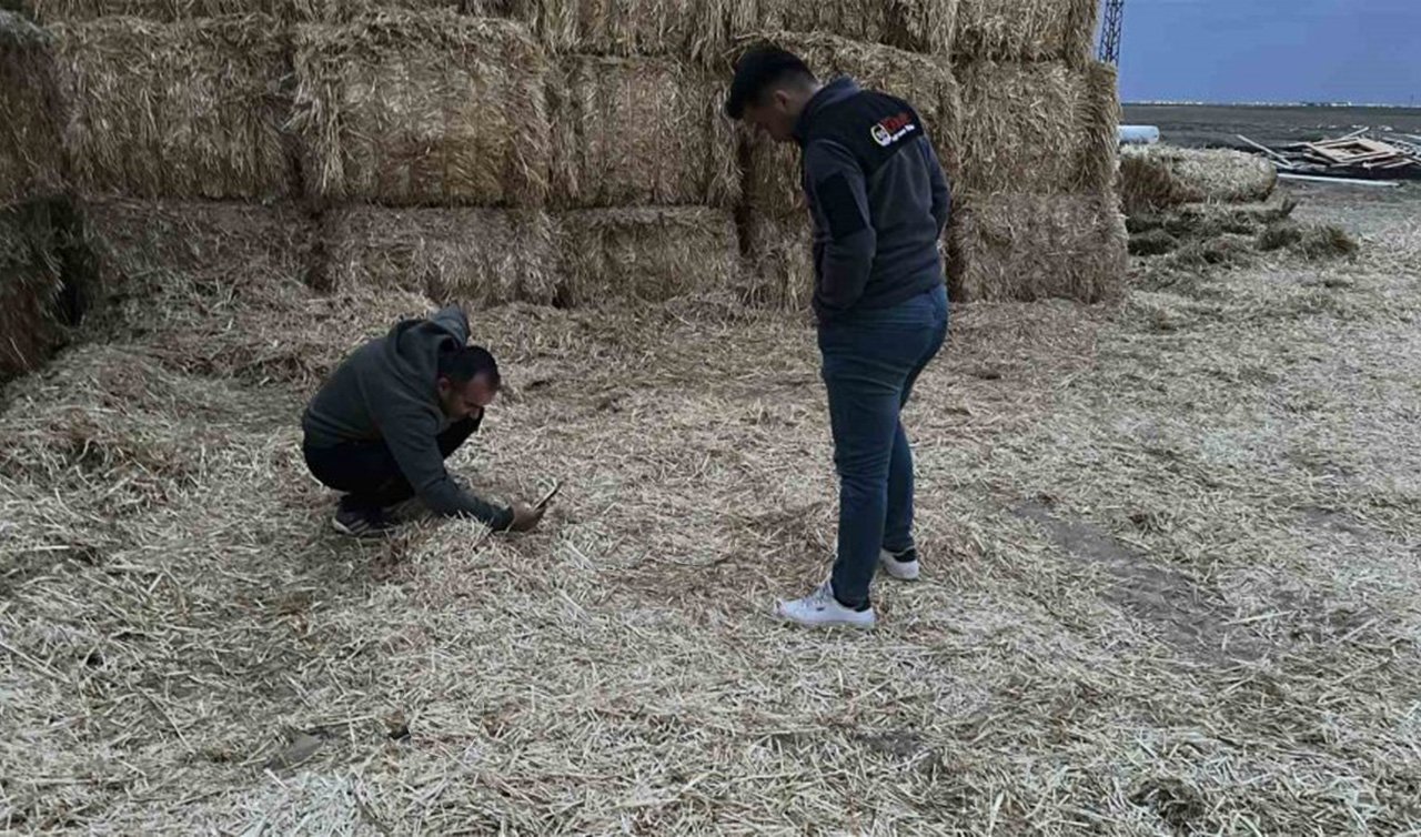  Aksaray’da bir çiftçi saman balyalarının arasında 1 değil, 2 değil tam 4 tane birden gördü. Hemen balyaların içerisinden çıkarıp fotoğrafını çekti