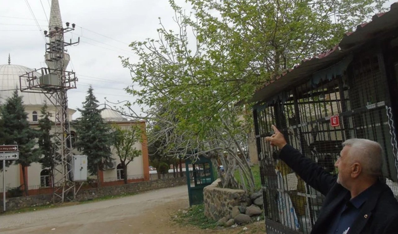  500.000’den fazlası her yıl Türkiye üzerinden geçiyor. Ama Gaziantep’te 1 tane hayvanın cami minaresine yaptığı herkesi şaşırttı. Asla başka yere gitmiyor