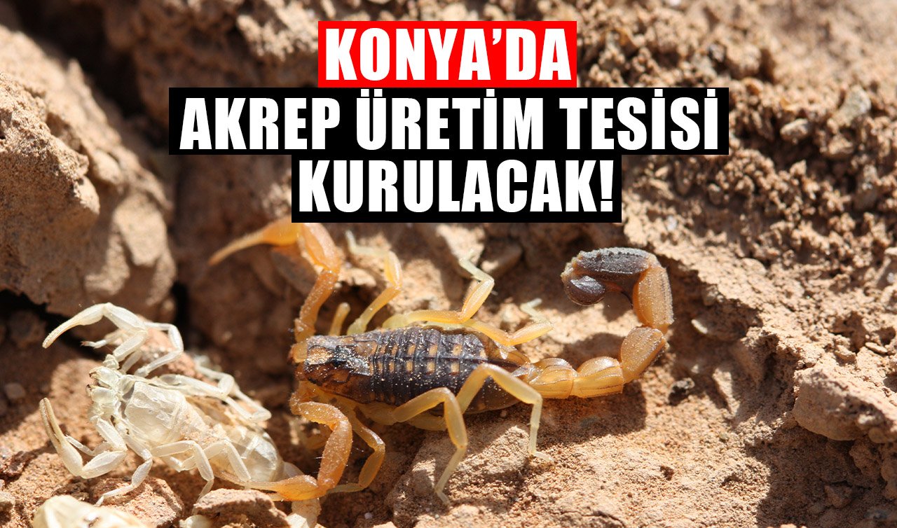 Bakanlık onayladı: Konya’da akrep üretim tesisi kurulacak! Akrep zehri paraya dönüşüyor