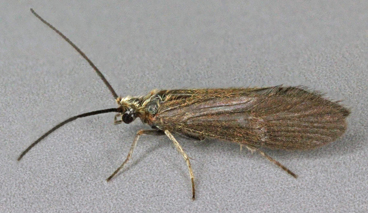 Anabolia anatolica