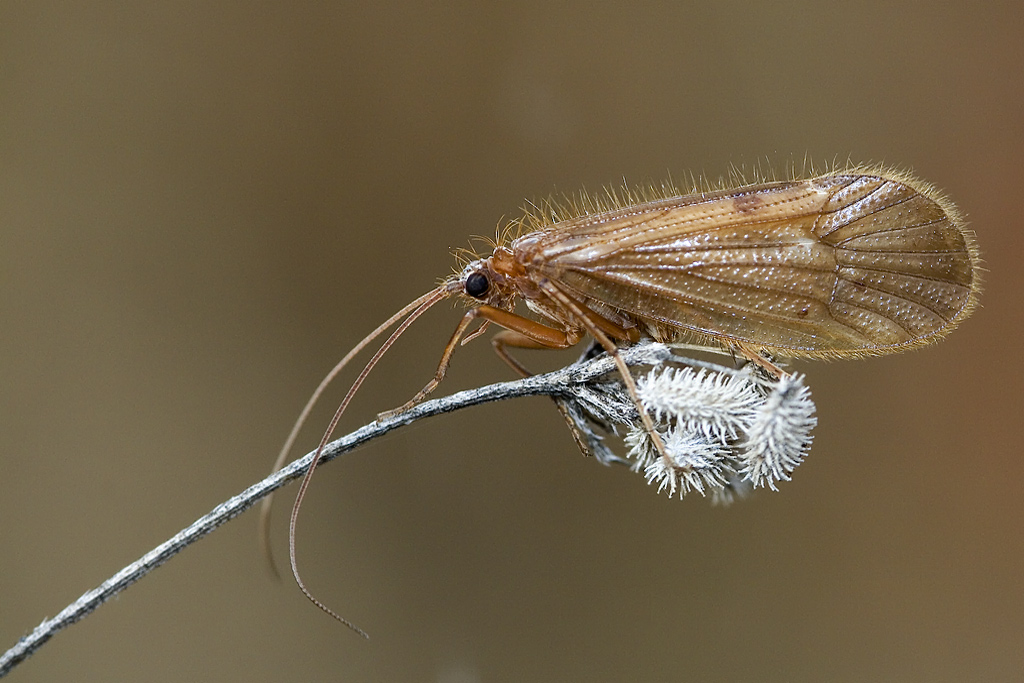 Anabolia anatolica