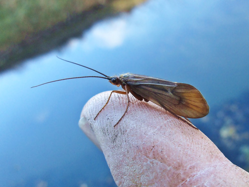 Anabolia anatolica