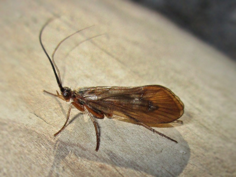 Anabolia anatolica