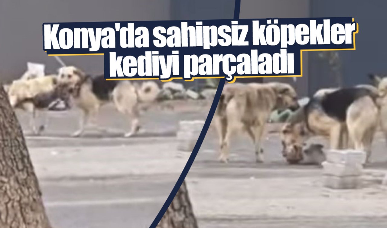 Konya’da sahipsiz köpekler kediyi parçaladı