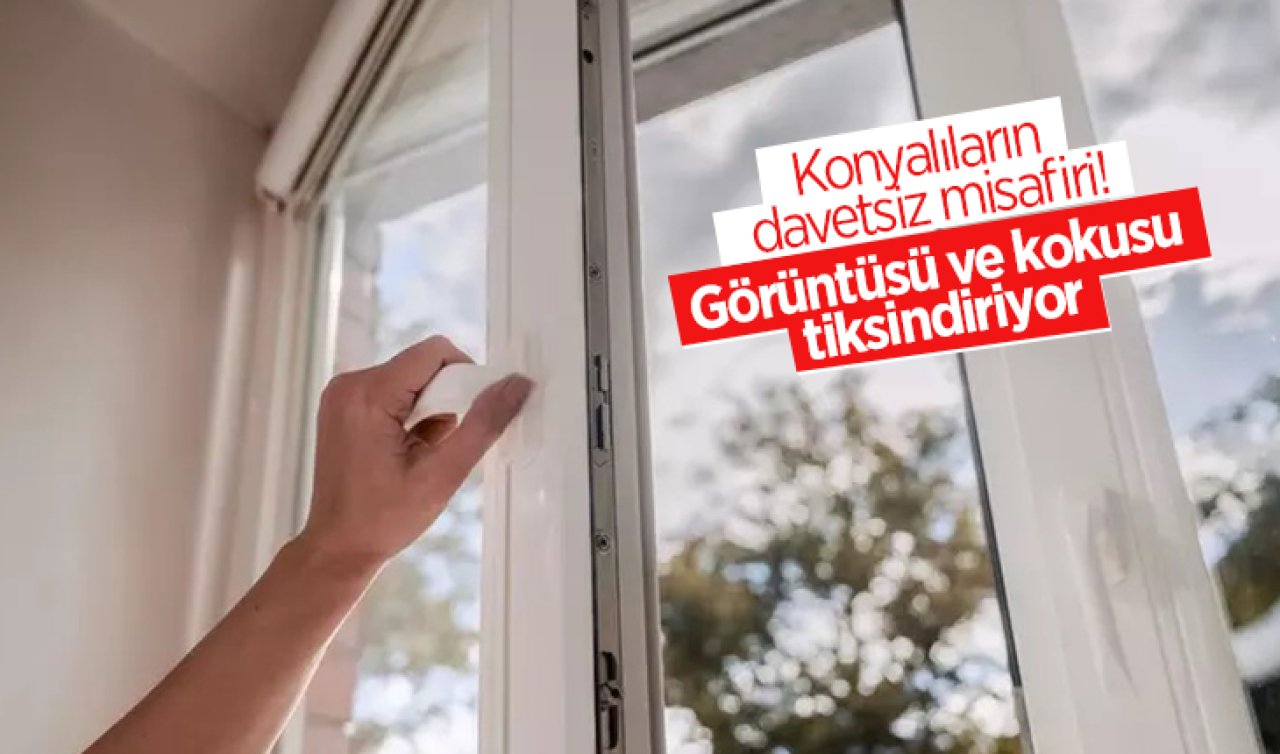 Konyalıların davetsiz misafiri! Görüntüsü ve kokusu tiksindiriyor 