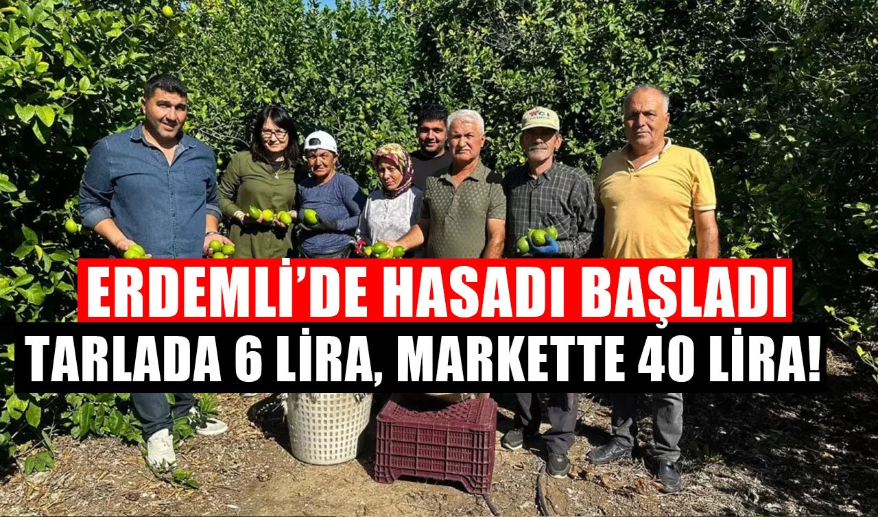  Erdemli’de Yıllık 1 Milyon Ton Üretiliyor: Tarlada Kilosu 6, Markette 40 Lira