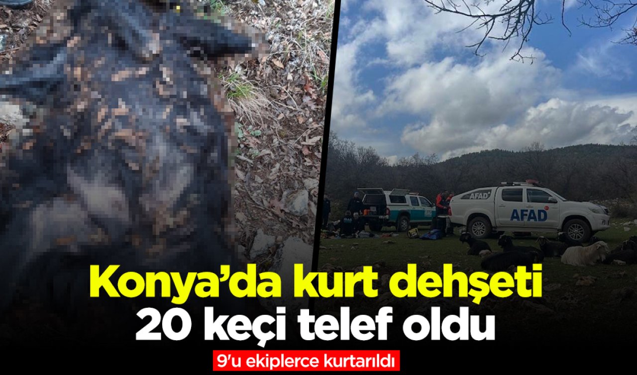 Konya’da kurt dehşeti: 20 keçi telef oldu, 9’u ekiplerce kurtarıldı
