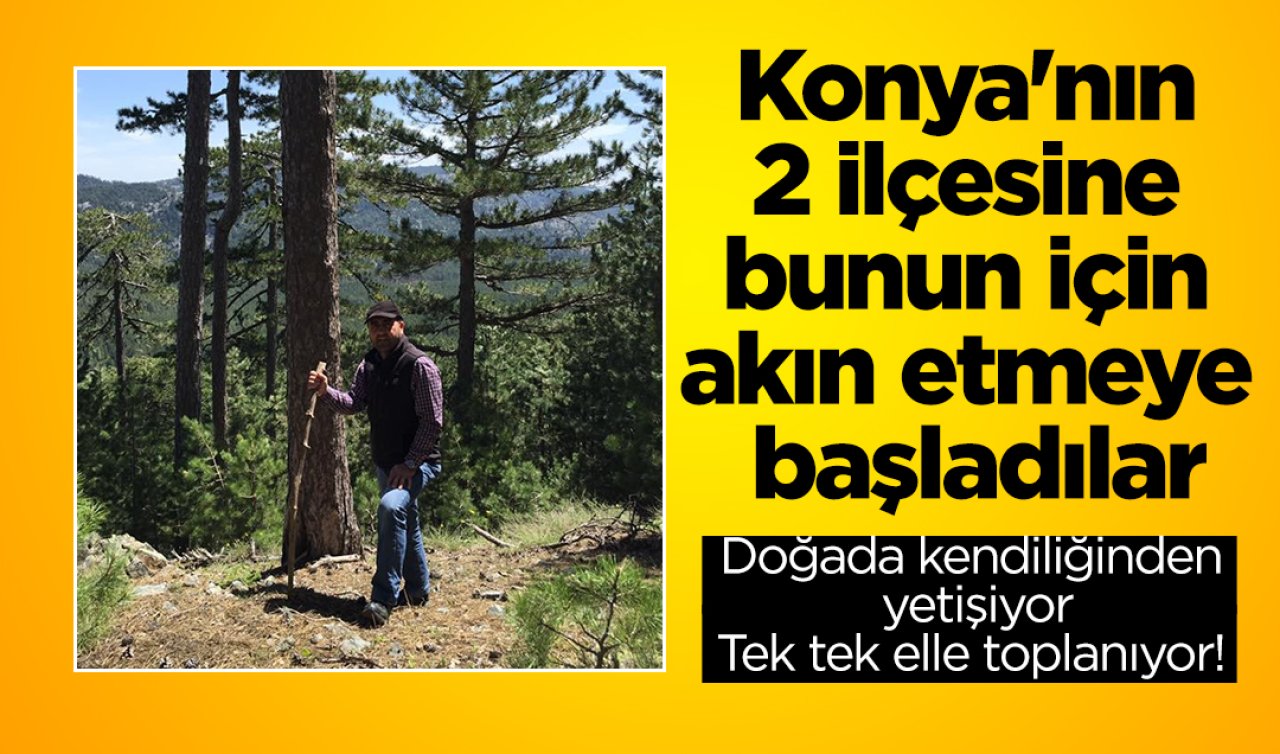 Doğada kendiliğinden yetişiyor: Tek tek elle toplanıyor! Konya’nın 2 ilçesine bunun için akın etmeye başladılar