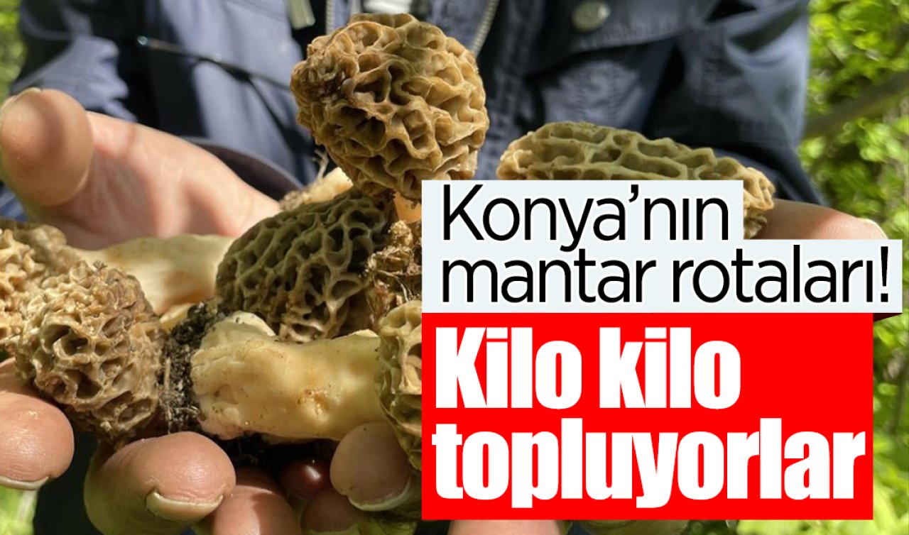 Konya’nın mantar rotaları! Kilo kilo topluyorlar