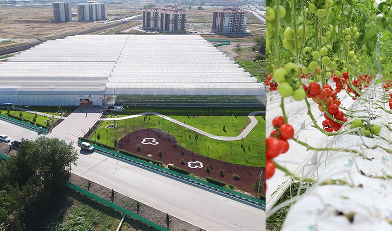 Ankara’da bir ilk! Şeker fabrikası domates üretiyor