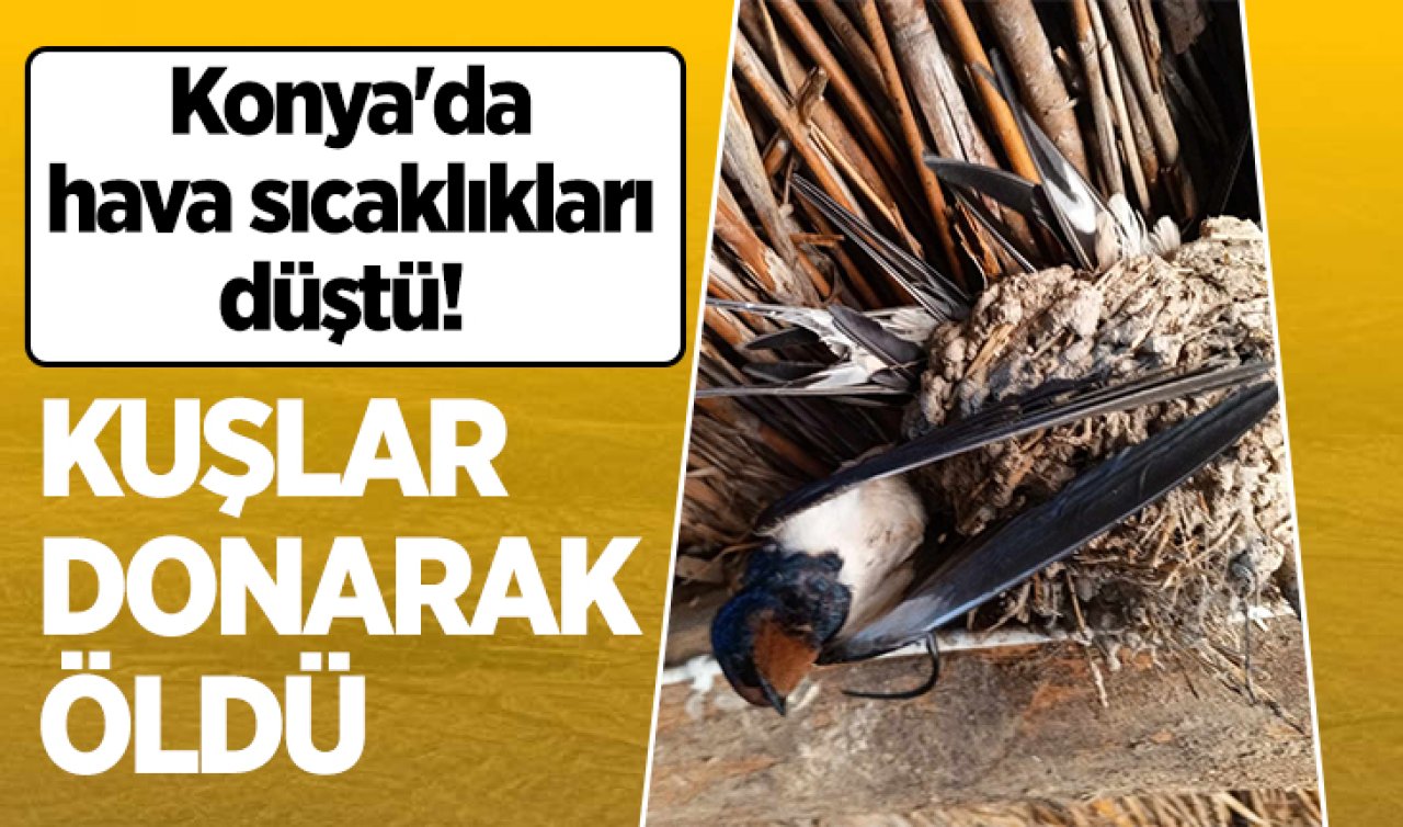 Konya’da hava sıcaklıkları düştü! Kuşlar donarak öldü