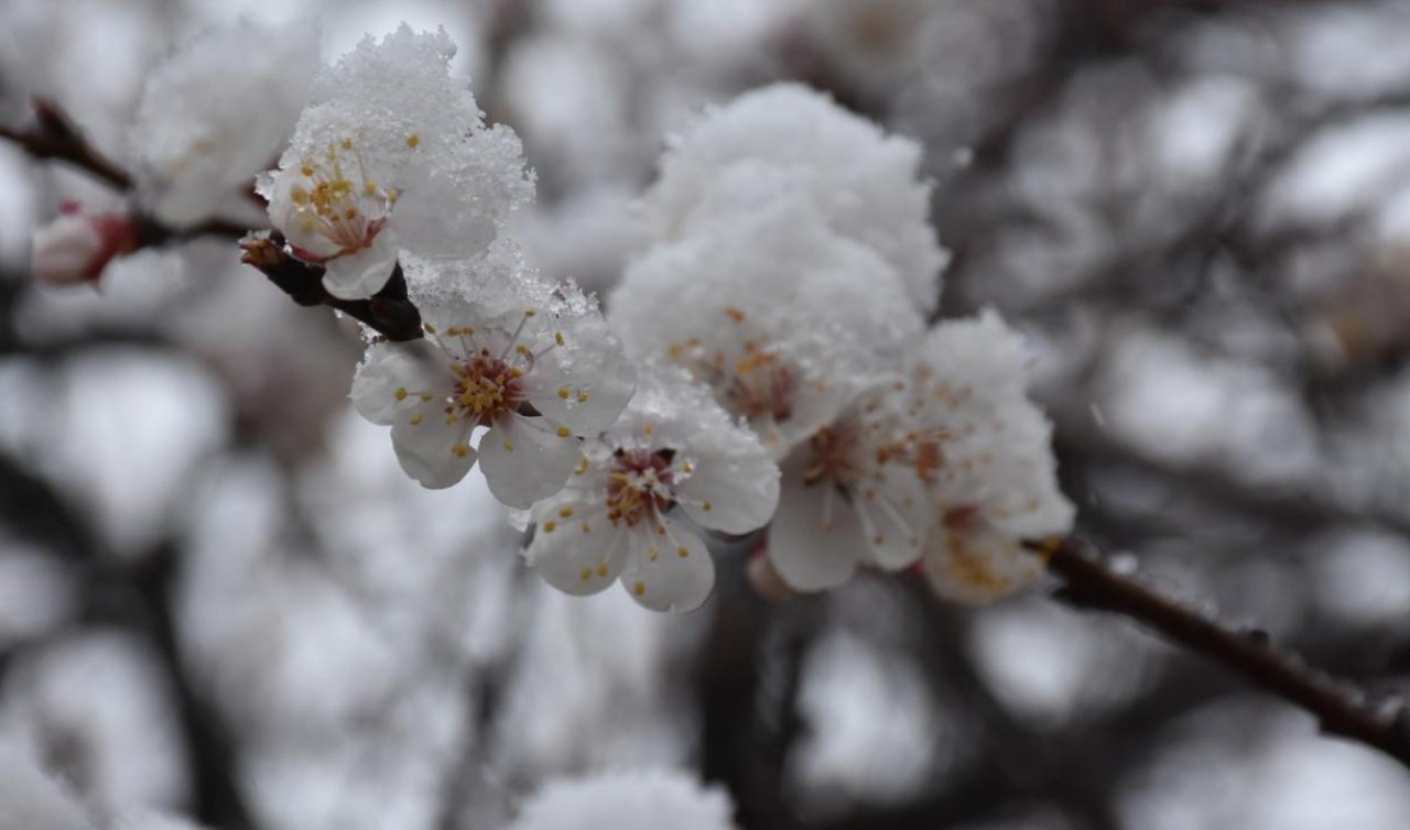 Meteorolojiden zirai don uyarısı