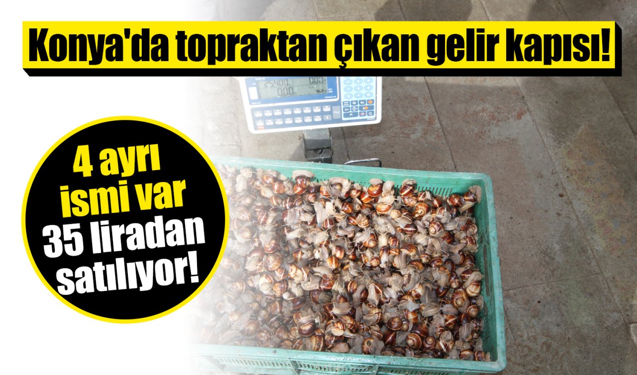 Konya’da topraktan çıkan gelir kapısı! 4 ayrı ismi var: 35 liradan satılıyor! 
