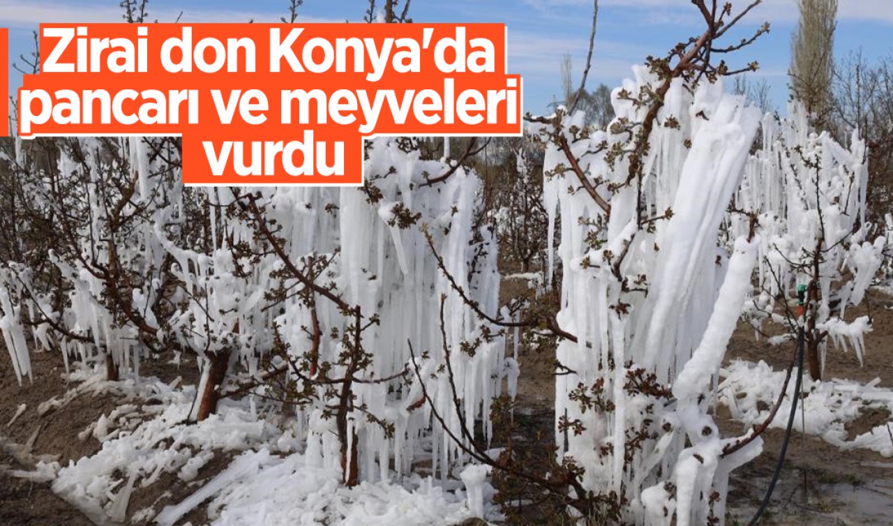  Zirai don Konya’da pancarı ve meyveleri vurdu