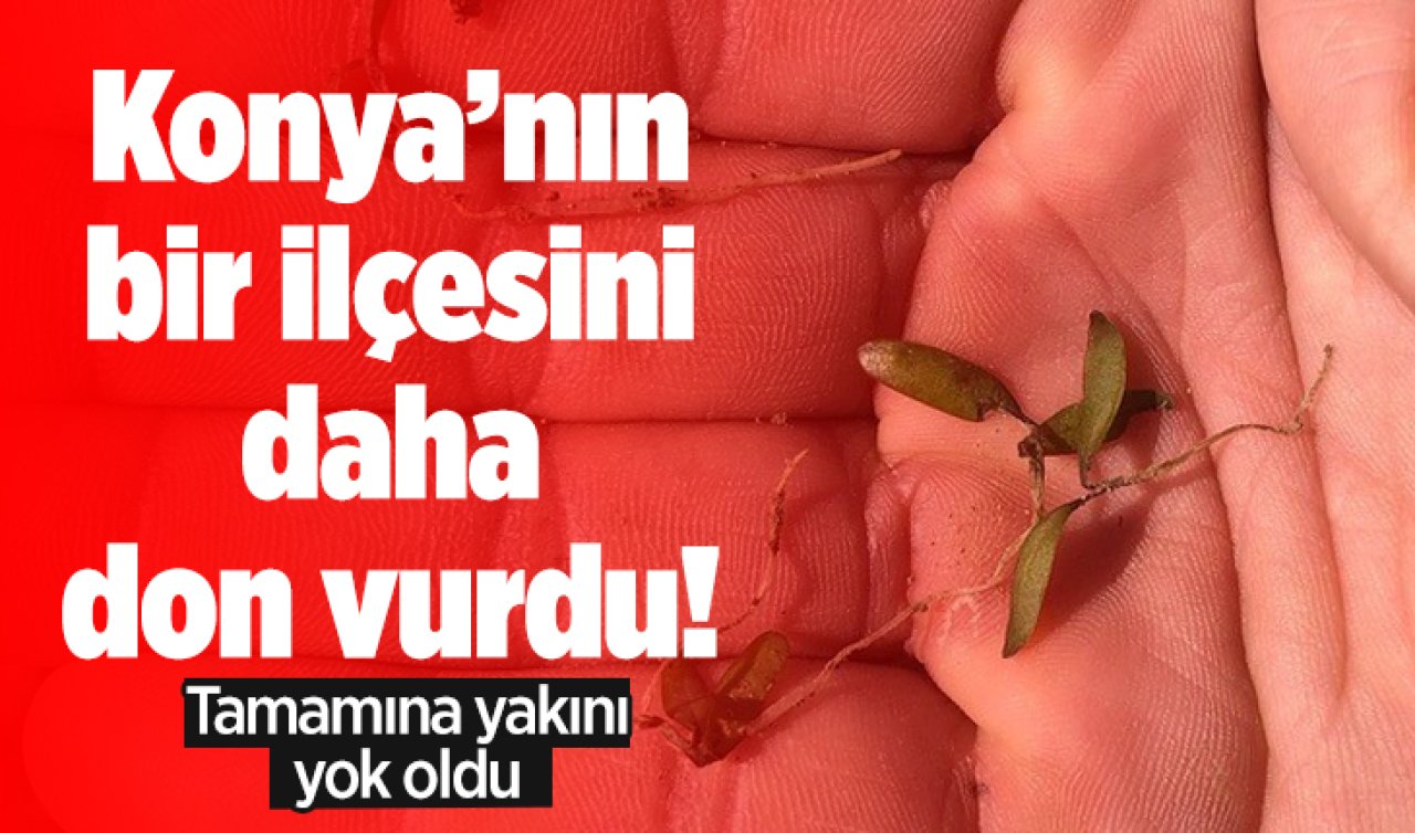 Konya’nın bir ilçesini daha don vurdu! Tamamına yakını yok oldu 