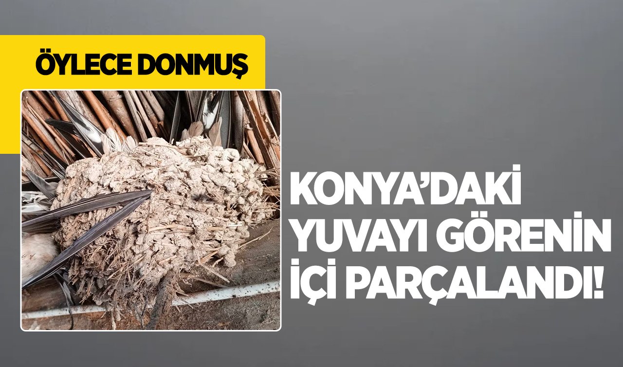 Konya’daki yuvayı görenin içi parçalandı! Öylece donmuş 