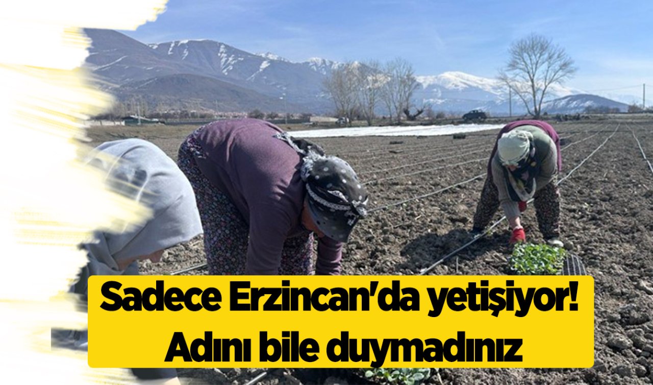 Sadece Erzincan’da yetişiyor! Adını bile duymadınız