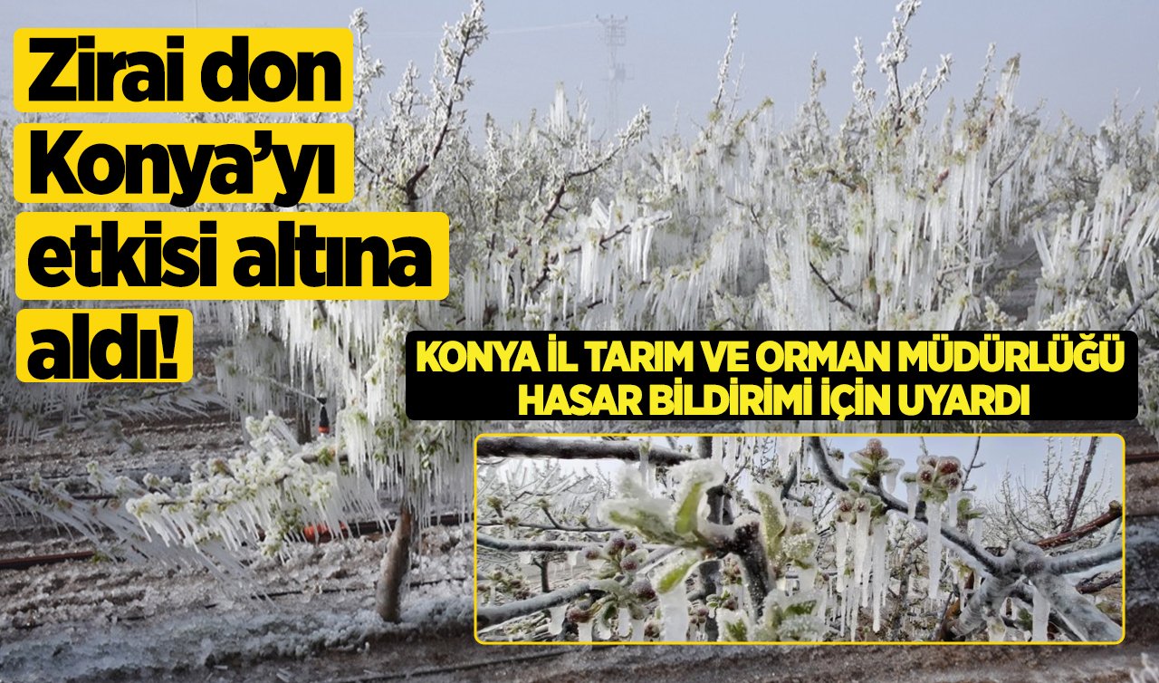 Zirai Don Konya’yı Etkisi Altına Aldı! Konya İl Tarım ve Orman Müdürlüğü Hasar Bildirimi İçin Uyardı