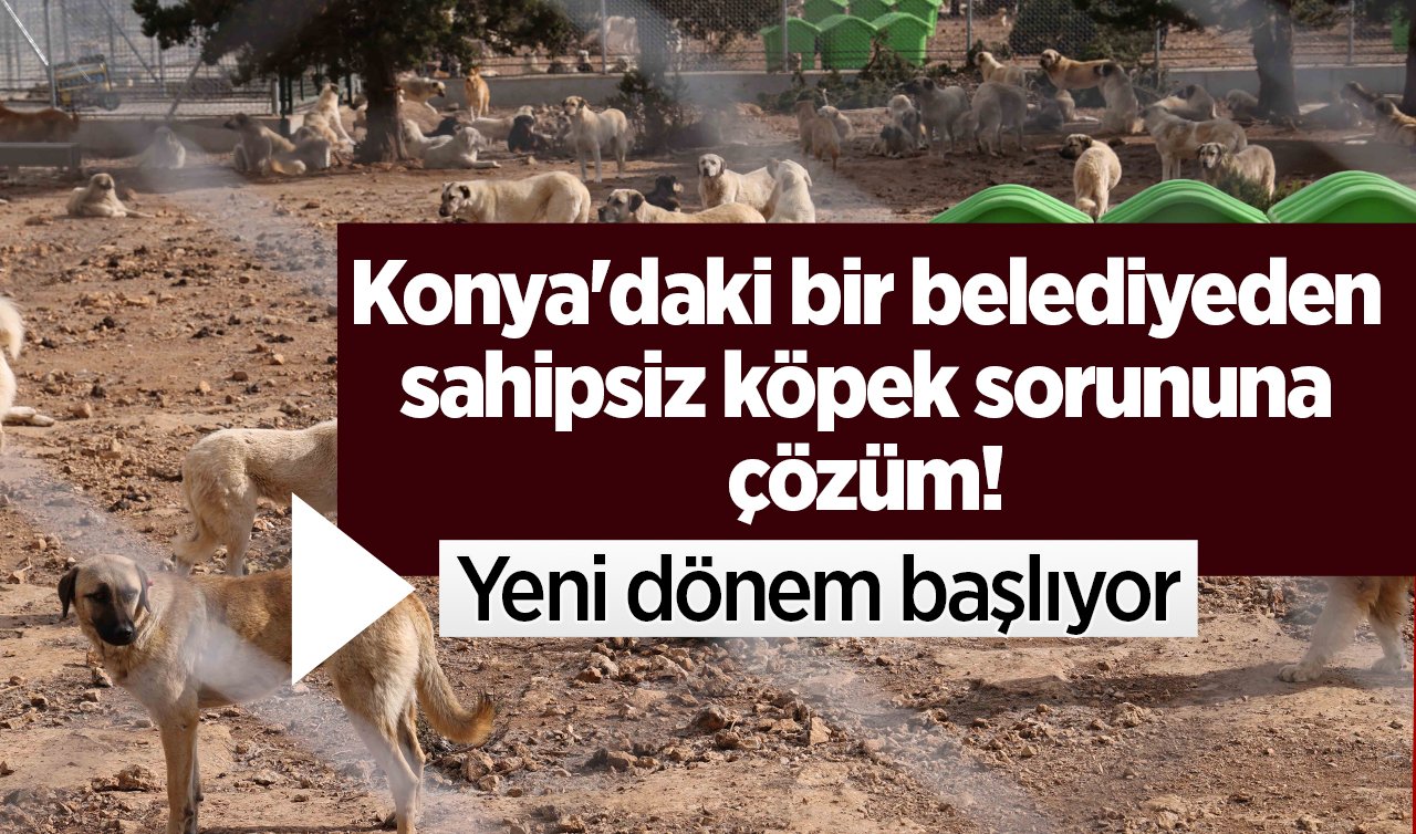 Konya’daki bir belediyede yeni dönem başlıyor! Sahipsiz köpek sorununa çözüm.. 
