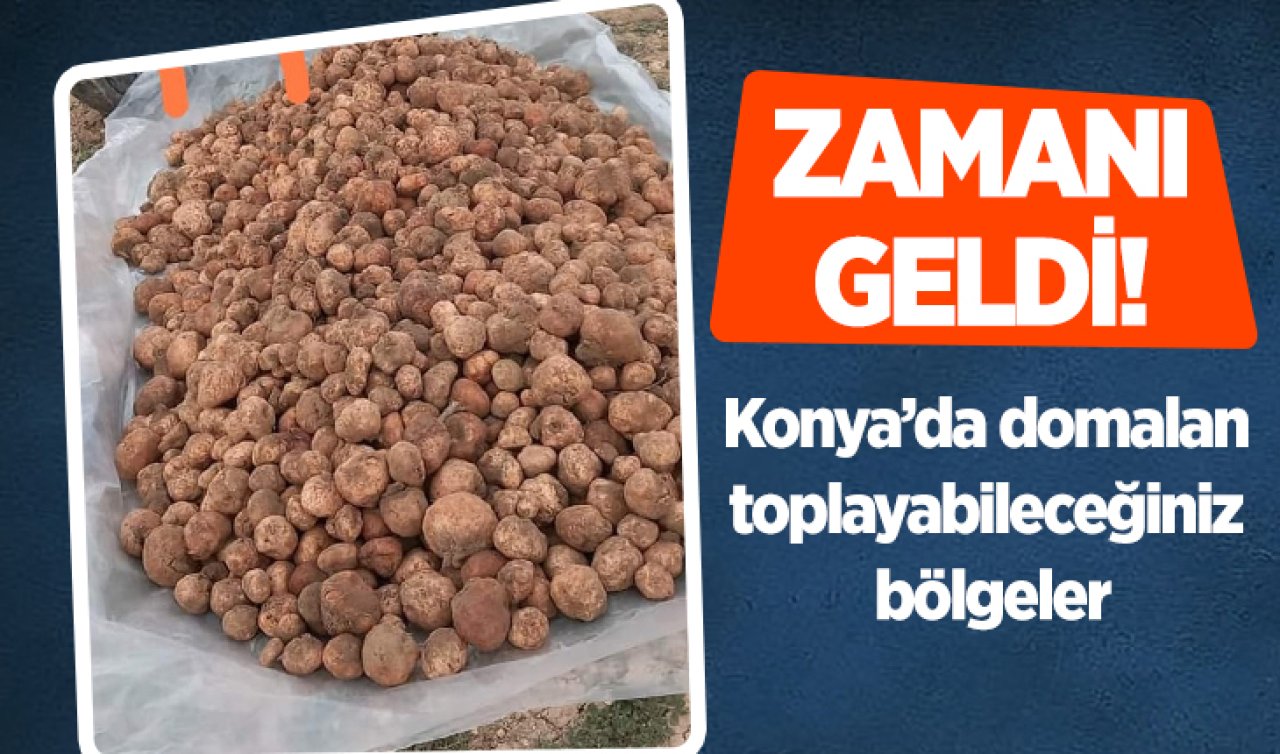 Zamanı geldi! Konya’da domalan toplayabileceğiniz bölgeler