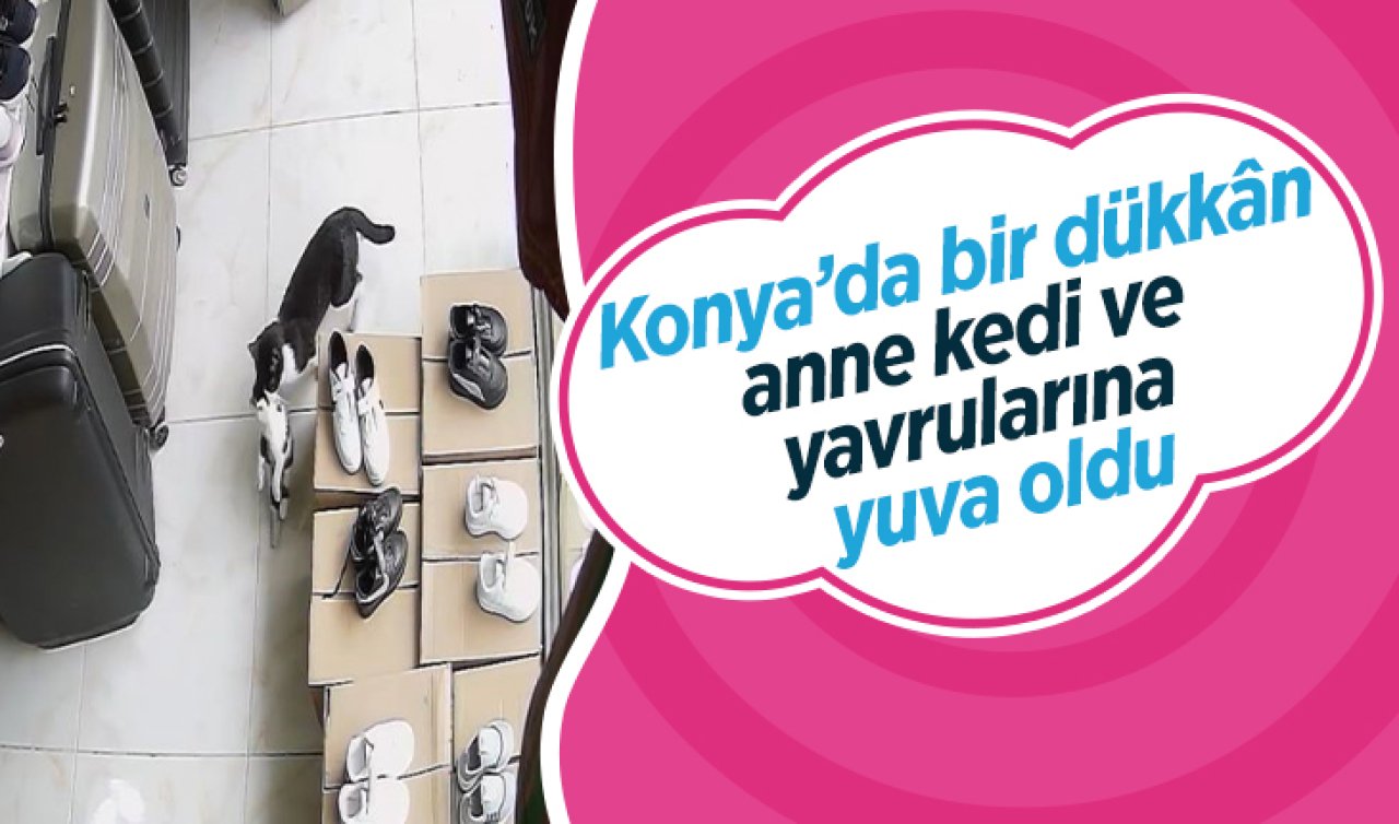 Konya’da bir dükkân, anne kedi ve yavrularına yuva oldu