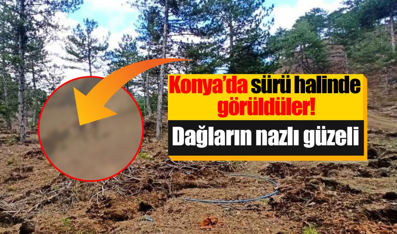 Konya’da sürü halinde görüldüler! Dağların nazlı güzeli 