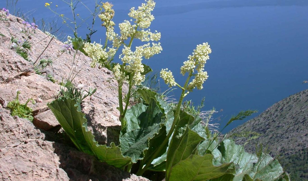 Hakkari’de yetişiyor, destesi 100 TL’den satılıyor! 300 kişi geçimini onunla sağlıyor