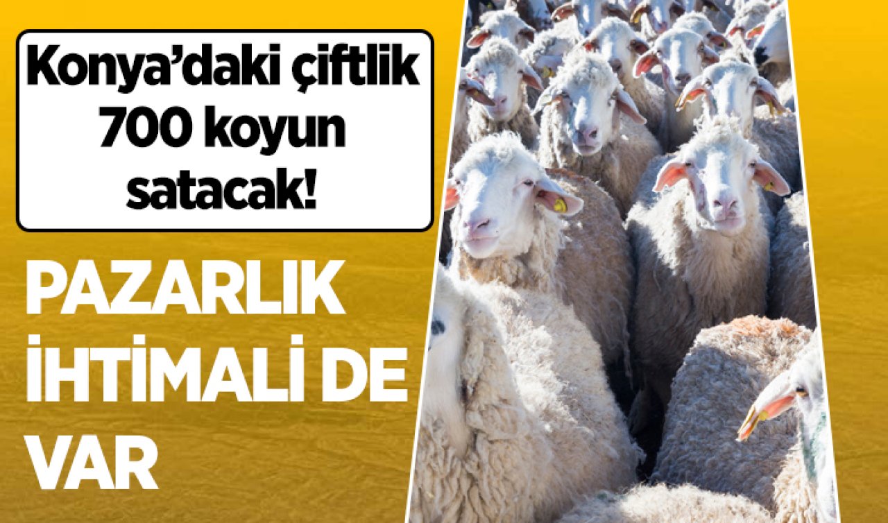 Konya’daki çiftlik 700 koyunu satacak! Pazarlık ihtimali de var 