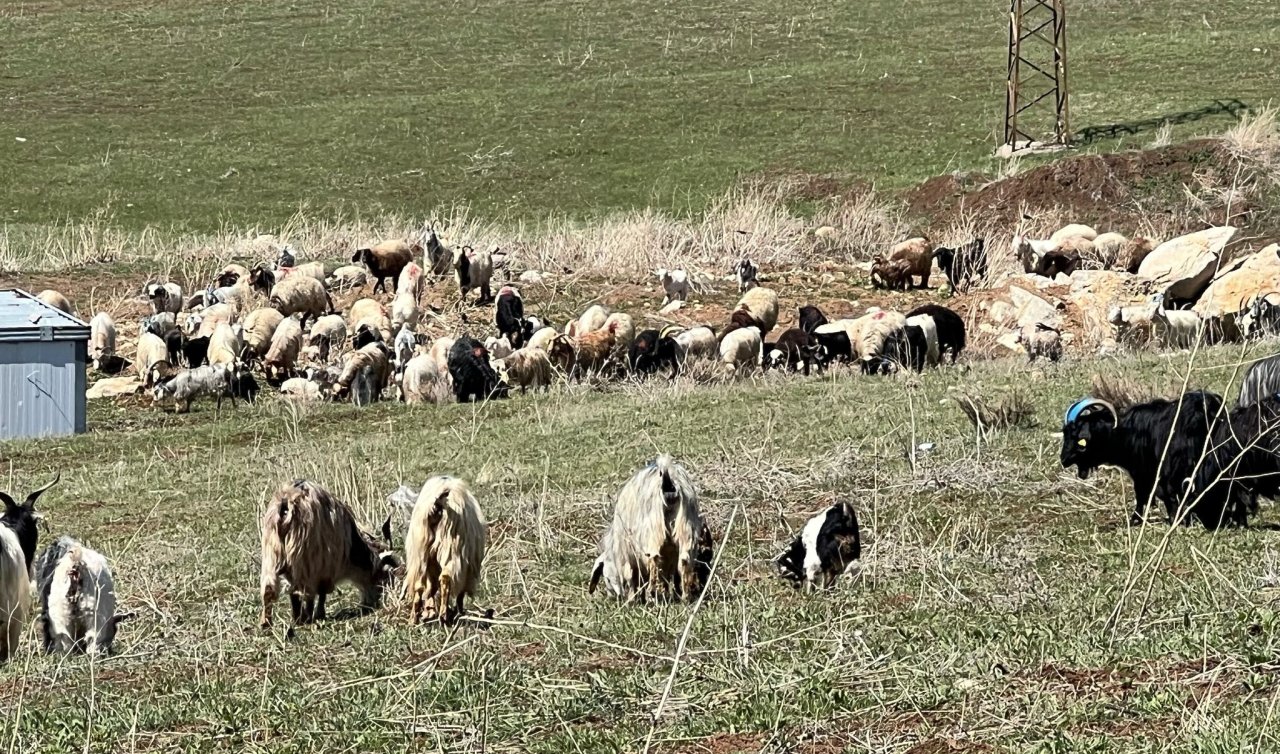 70 bin TL maaşla çoban bulamayan köylüler sırayla hayvanları otlatıyor 