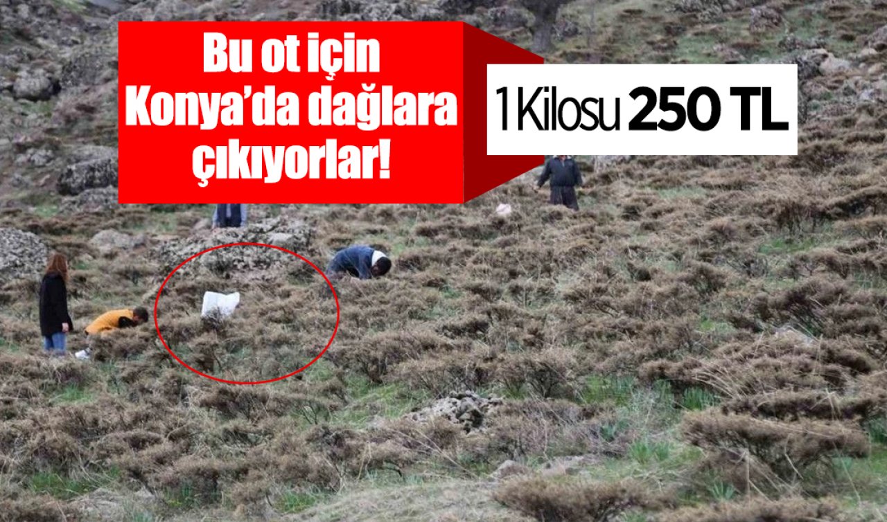 Bu ot için Konya’da dağlara çıkıyorlar! 1 Kilosu 250 TL