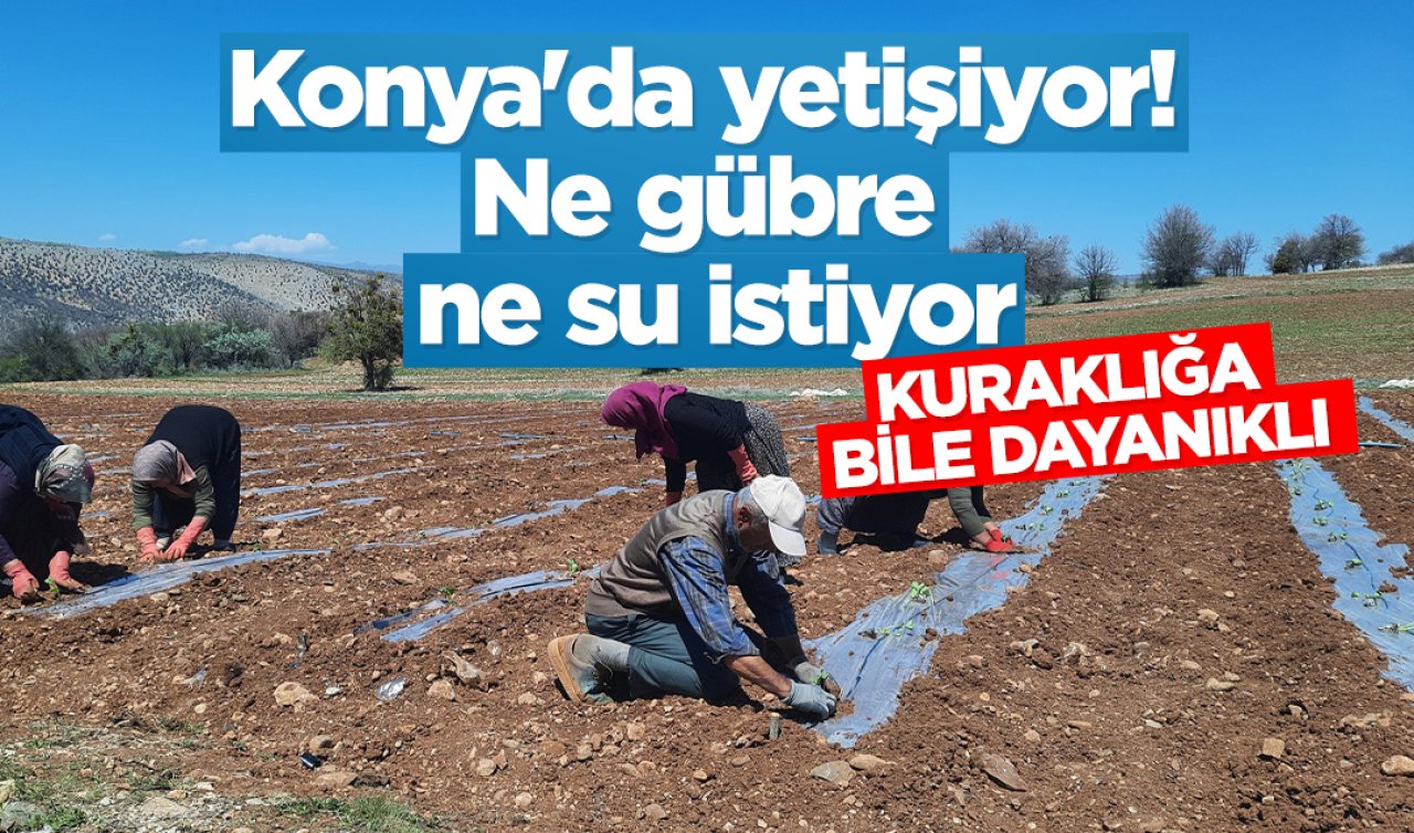 Konya’da yetişiyor! Ne gübre ne su istiyor: Kuraklığa bile dayanıklı! 