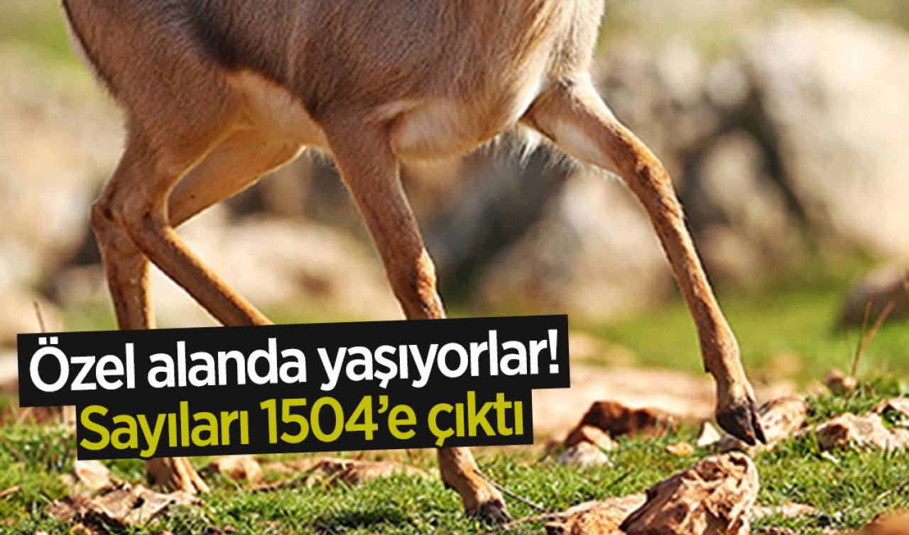 Hatay’ın ürkek güzeli! Sayıları 235’ten 1504’e çıktı… Dünyada sadece 3000 tane var… 13 bin hektarlık bu alanda yaşıyorlar