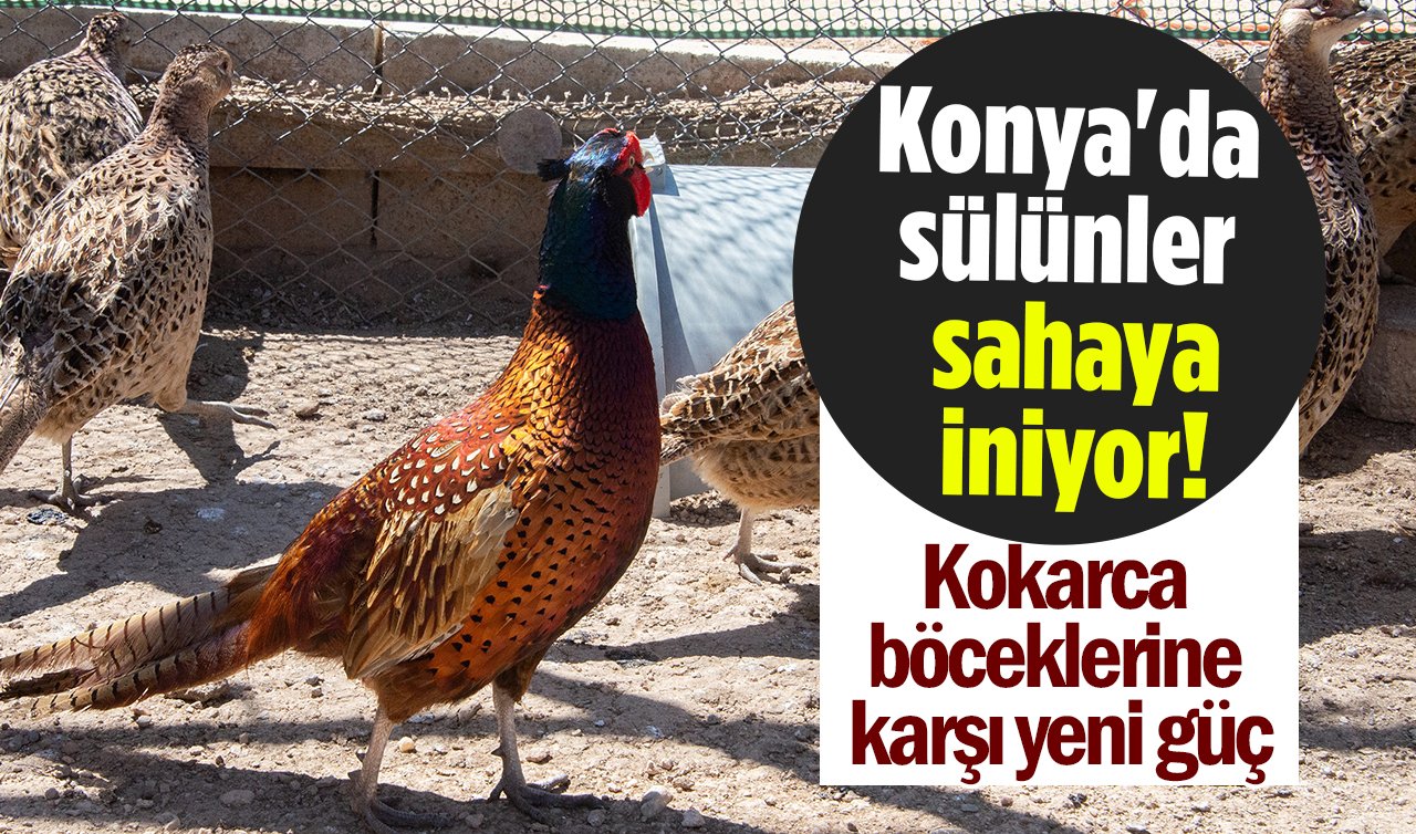 Konya’da kokarca böceklerine karşı yeni güç! Sülünler sahaya iniyor
