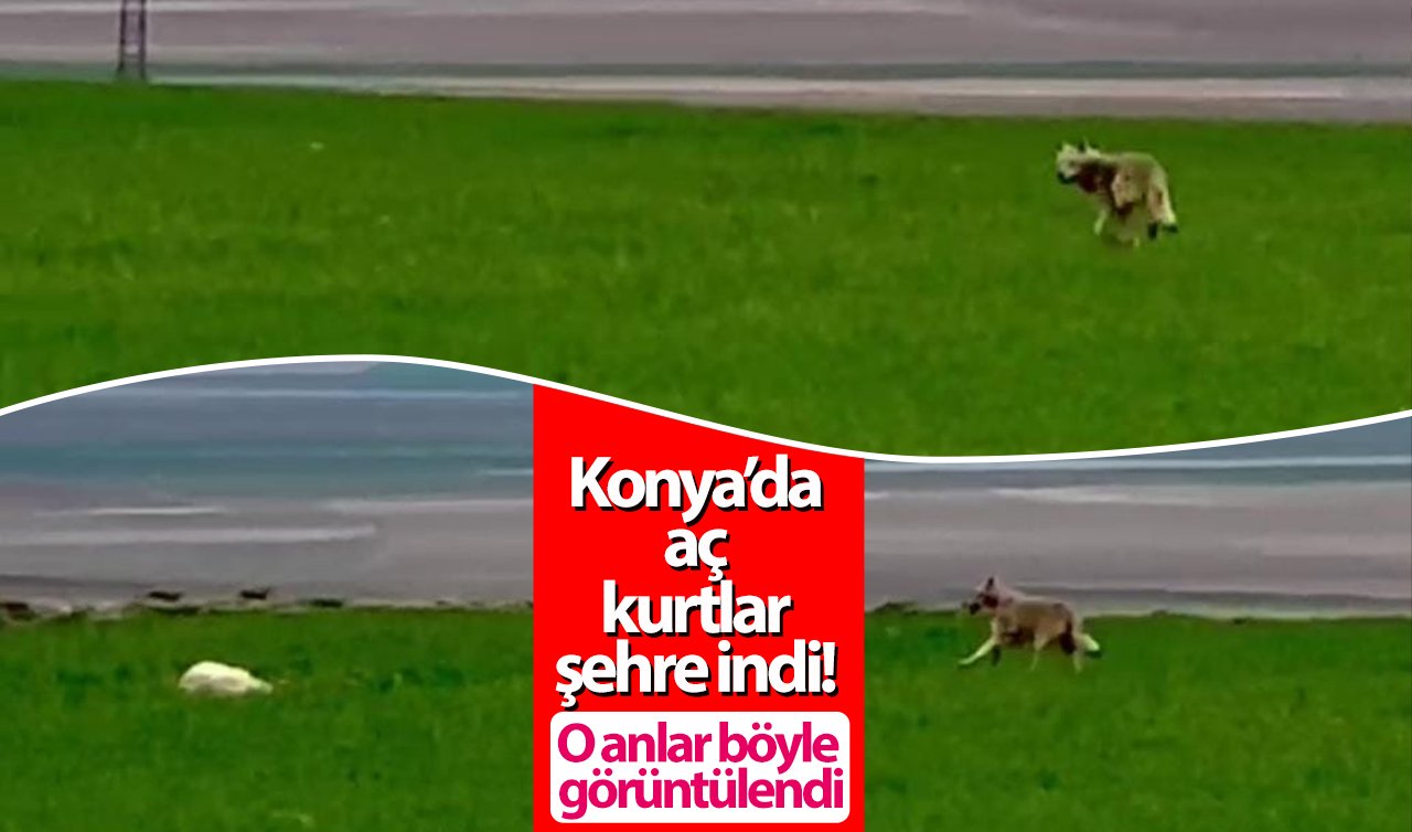 Konya’da aç kurtlar şehre indi! O anlar böyle görüntülendi