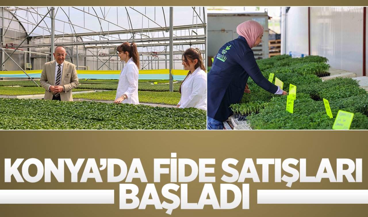 Konya’da fide satışları başladı! 
