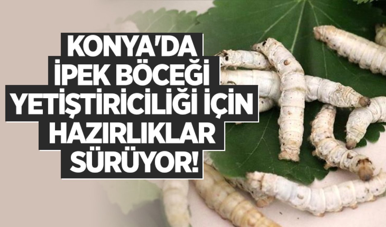 Konya’da İpek Böceği Yetiştiriciliği İçin Hazırlıklar Sürüyor! 