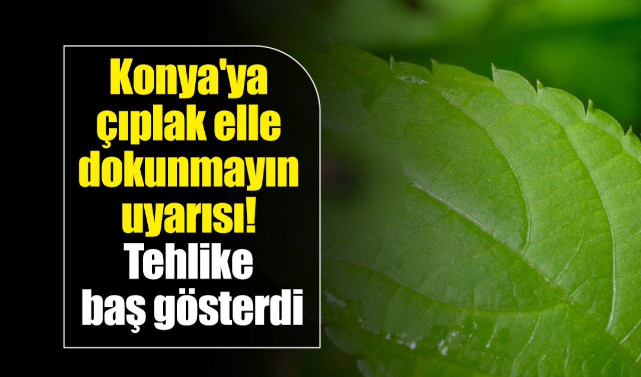 Konya’ya çıplak elle dokunmayın uyarısı! 