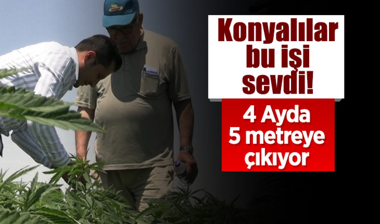 Konyalılar bu işi sevdi! 4 Ayda 5 metreye çıkıyor