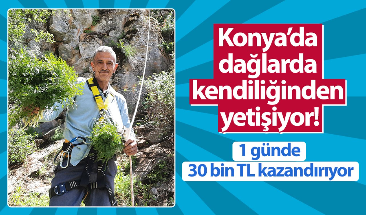 Konya’da dağlarda kendiliğinden yetişiyor! 1 günde 30 bin TL kazandırıyor