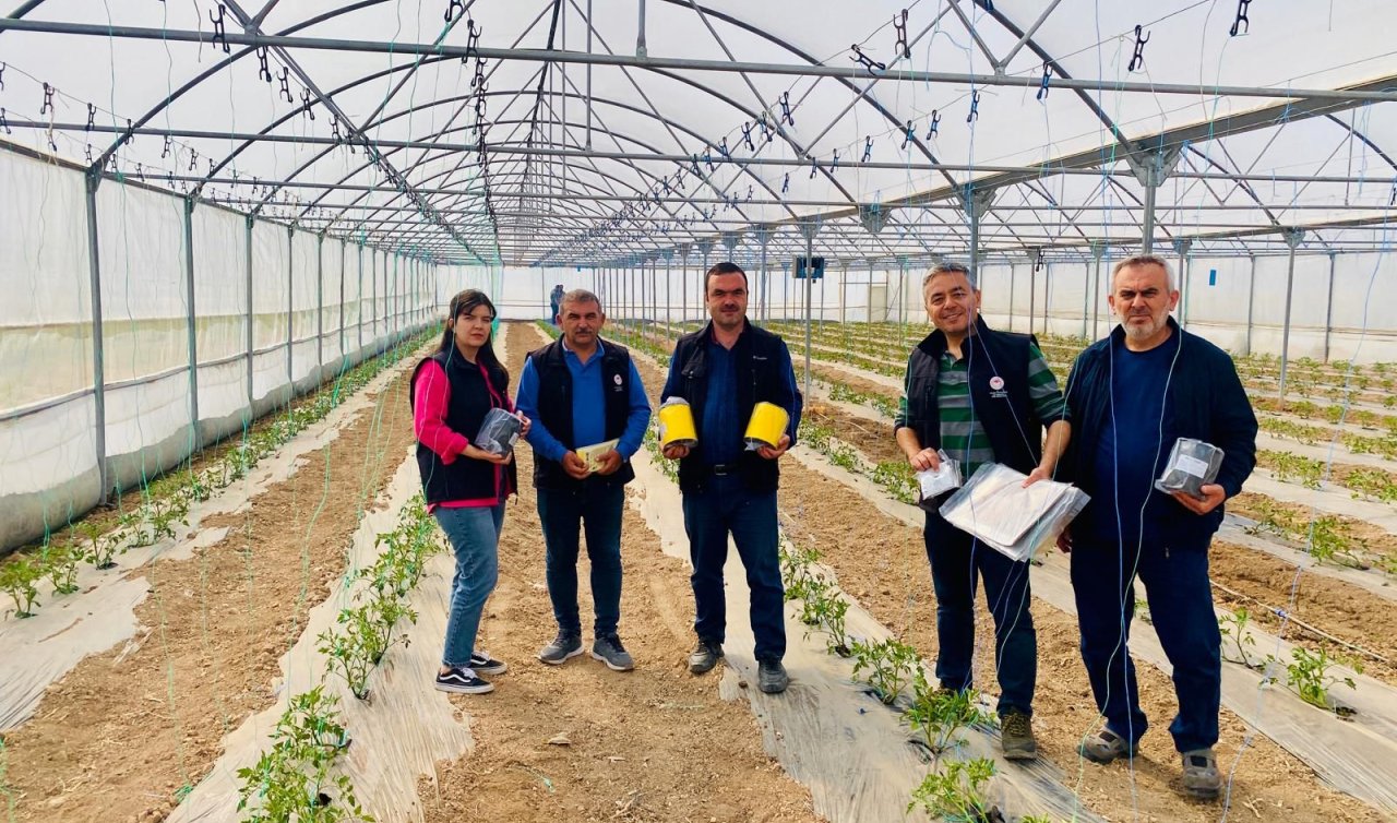 Konya’da Örtüaltı Tarımda Yeni Dönem: Zararlılarla Biyoteknik Mücadele Başladı