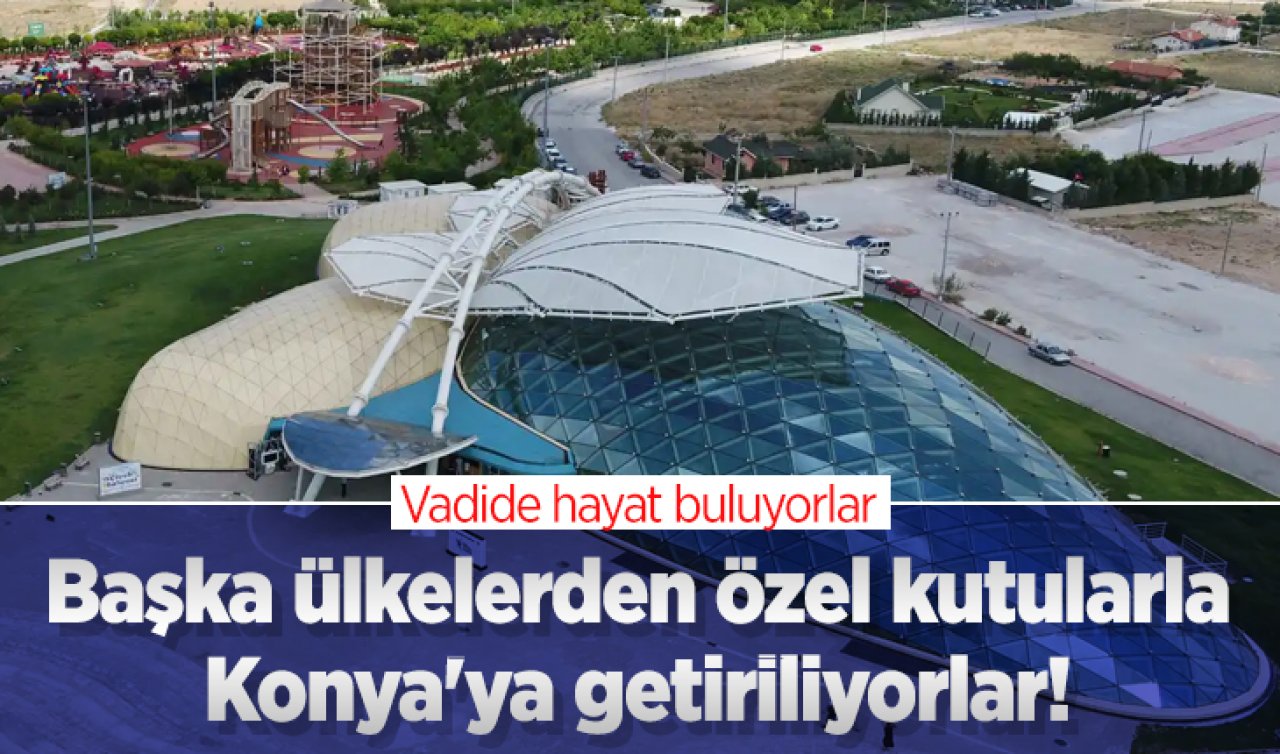 Başka ülkelerden özel kutularla Konya’ya getiriliyorlar! Vadide hayat buluyorlar