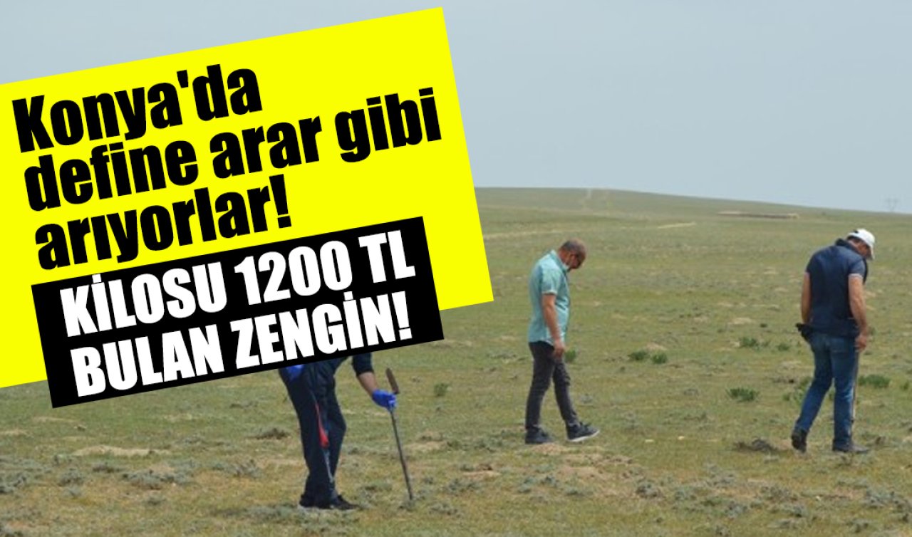 Konya’da define arar gibi arıyorlar! Kilosu bin 200 TL