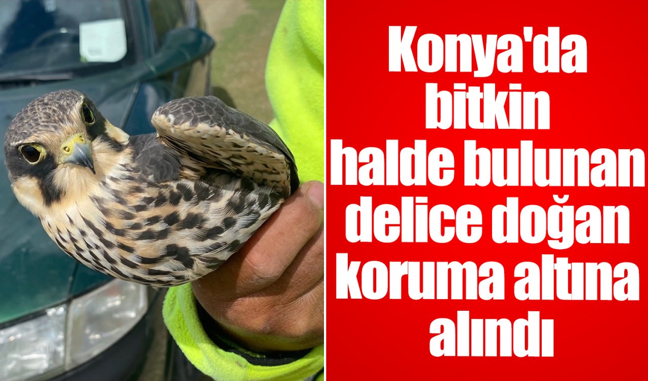 Konya’da bitkin halde bulunan delice doğan koruma altına alındı