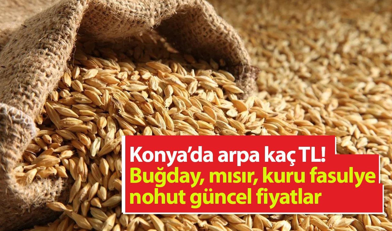 Konya’da buğday, arpa, mısır, kuru fasulye, yulaf güncel fiyatlar!