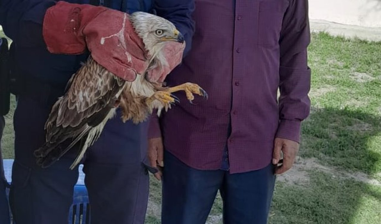 Konya’da yaralı halde bulunan şahin ekiplere teslim edildi!