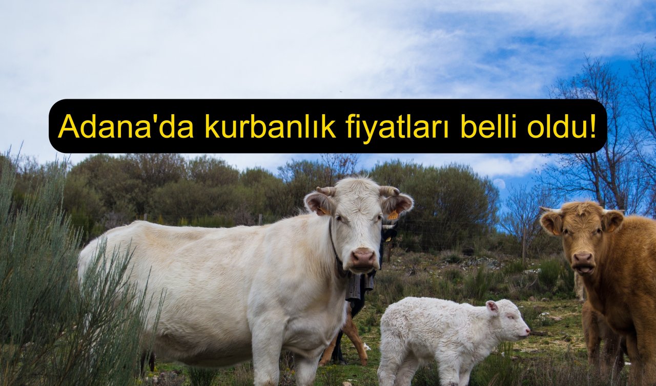 Adana’da kurbanlık fiyatları belli oldu!